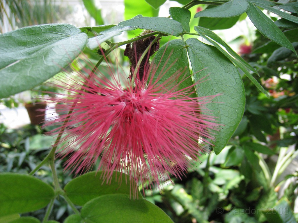 Dart Frog Dash 08 0491.jpg - The Toledo Ohio Zoo held the 2008 Dart Frog Dash 5K race on May 17, 2008. The weather was great, the race went fine, and the animals were fun to see! The highlight was the nursing Polar Bear Cubs - two 330 pound "babies" tugging on mama.